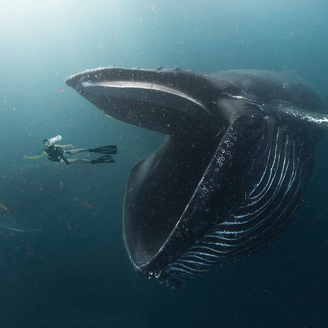 How to Avoid Getting Eaten by a Whale (Client) | Encore Strategic